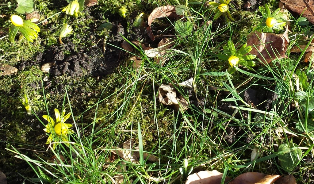Vintergäck 20140210